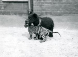Un ourson brun joue avec un ourson tigre au zoo de Londres, avril 1914
